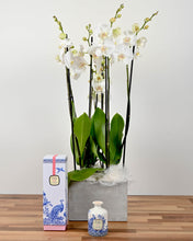 Load image into Gallery viewer, Elegant Orchids & Julie Clarke Diffuser