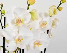 Load image into Gallery viewer, Elegant Orchids & Julie Clarke Diffuser