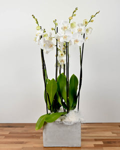 Phalaenopsis Orchids in a Concrete Pot