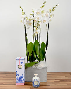 Elegant Orchids & Julie Clarke Diffuser