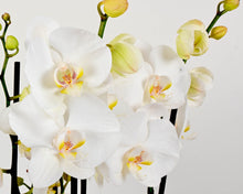 Load image into Gallery viewer, Elegant Orchids &amp; Julie Clarke Diffuser
