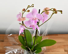 Load image into Gallery viewer, Orchid Plant &amp; Pot
