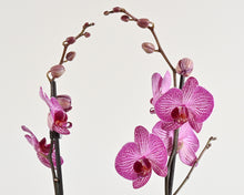 Load image into Gallery viewer, Orchid Plant &amp; Pot
