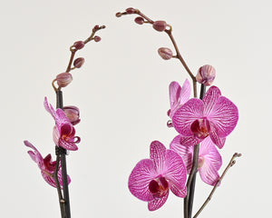 Orchid Plant & Pot