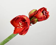 Load image into Gallery viewer, Red Velvet Amaryllis &amp; Winter Ilex Berries &amp; Julie Clarke Diffuser
